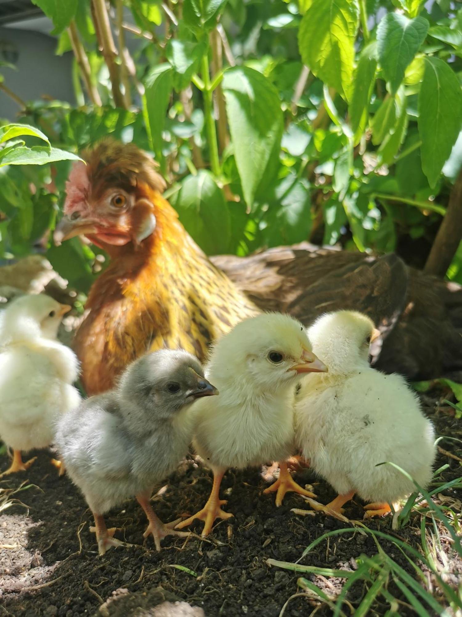 Golac Farm Stay Pri Cepcovih מראה חיצוני תמונה